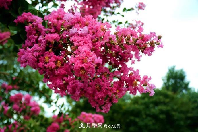 杭州下城这场紫薇盛宴，不容错过！(图1)