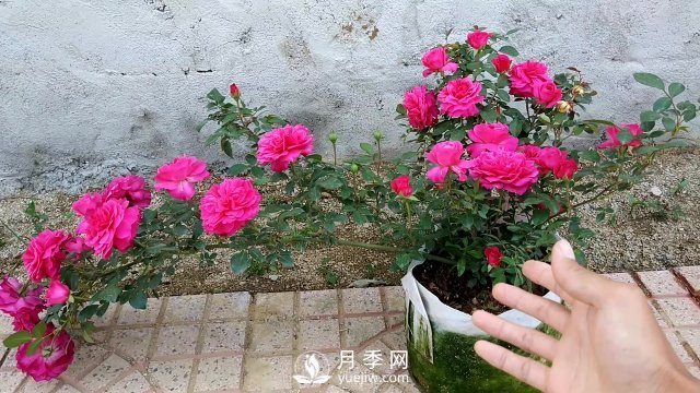 月季、蔷薇开花还“结果”，微型月季盆栽放阳台，1年开花300天(图7)