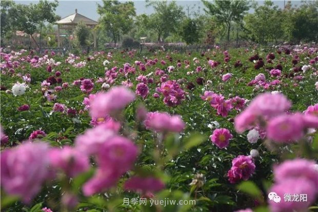 山东滕州：龙阳镇五月的花卉，开遍了原野(图2)
