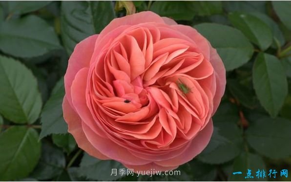 世界上十种最美的玫瑰花 ＂玫瑰皇后＂排第二(图4)