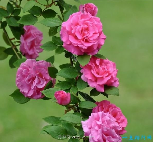 世界上十种最美的玫瑰花 ＂玫瑰皇后＂排第二(图8)