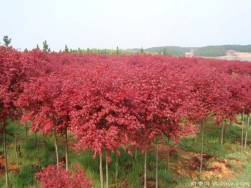 美国红枫的扦插条件及环境要求