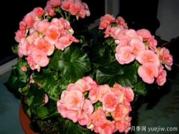 海棠花Zui具特色的6个品种