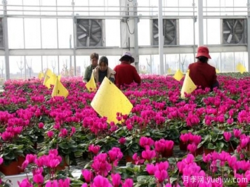 扬州高邮：每天发货30万株，花工厂绽放乡村振兴致富花