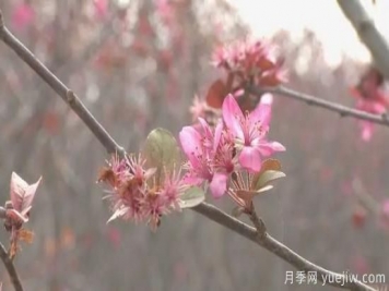 菏泽成武：千亩海棠反季节开花，逆袭深秋成一景