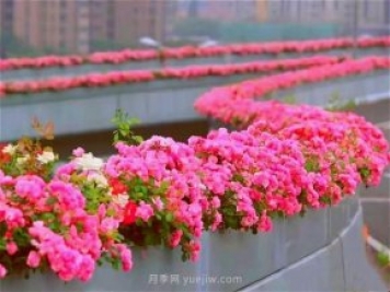 杭州有全国最美花路，大道两旁开满月季花，堵车都是享受