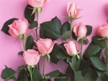 从1-9394朵玫瑰花语加图片，送花原来这么多讲究!
