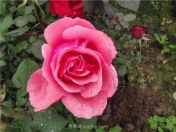 晚春唐诗玫瑰6首：折得玫瑰花一朵，凭君簪向凤凰钗