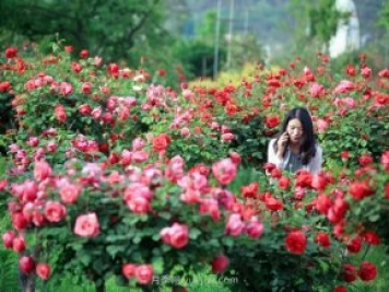 花卉旅游，“花为媒”带动“美丽经济”升级