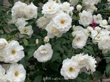 世界上Zui受欢迎的纯白色藤本月季花—藤冰山