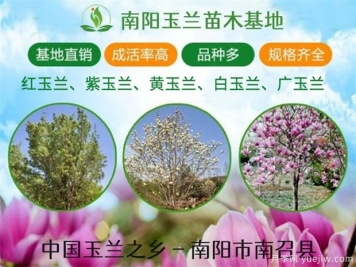 行道树的分类，常见的常绿行道树品种有哪些？