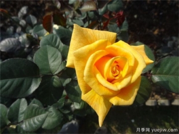 黄玫瑰代表什么意思？黄玫瑰寓意？黄玫瑰的花