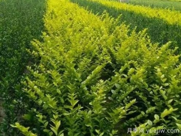 大叶黄杨的养殖护理