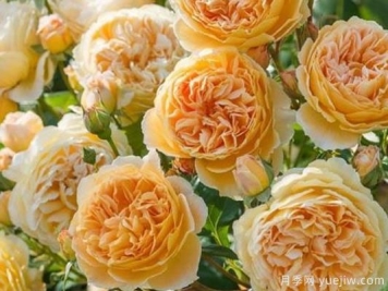 大花香水月季的养护方法，分享10种花香飘满屋