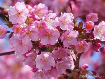 园林绿化中常见的樱花品种主要有哪些？