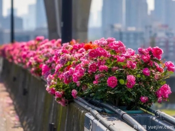杭州高架月季盛开，200万株月季花装扮空中花廊
