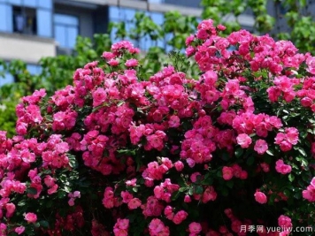 武汉新增多条绝美月季花道，江城处处花海景观
