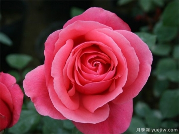 rose是什么，玫瑰和月季的区别到底在哪!