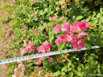 安吉拉月季盆栽苗，60厘米高基地发货