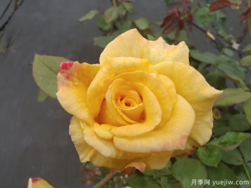 黄玫瑰代表什么意思？黄玫瑰寓意？黄玫瑰的花语是什么？