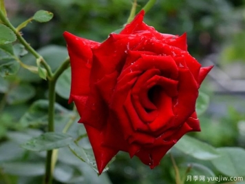 2023年情人节十大玫瑰品种销量榜，卡罗拉位居首位