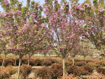 樱花树几年可以开花？日本晚樱开花的观赏价值