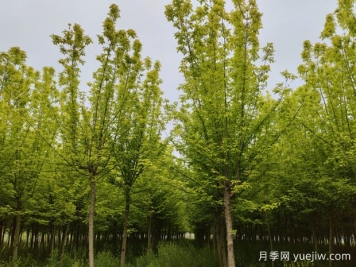 金叶复叶槭的特点、园林用途、管理养护