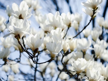 白玉兰是一种具有坚强意志和美丽花朵的植物