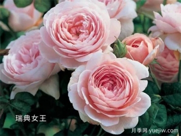 100种月季玫瑰品种图鉴大全，你认识有没有超过10个？