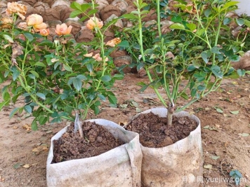 盆栽月季多年不换盆，3个办法也能保持生长旺盛