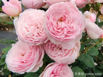 19朵粉色玫瑰花语是什么？
