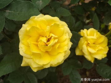 黄玫瑰的花语是什么？黄玫瑰的寓意和象征