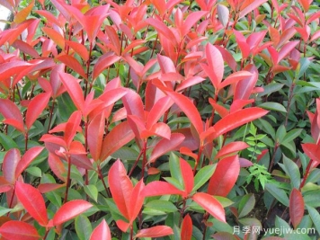 推荐6种经典的红色植物，养一盆红火真喜庆