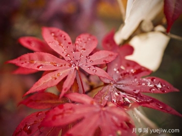 日本红枫、美国红枫、中国红枫到底有何不同？