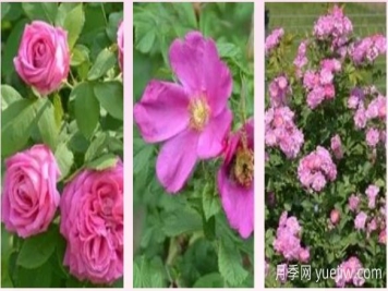 轻松区分月季、玫瑰和蔷薇ROSE三姐妹，不再迷茫于爱情花海