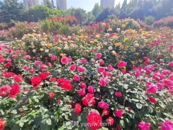 郑州月季公园40万株月季竞相绽放，感受花漾生活