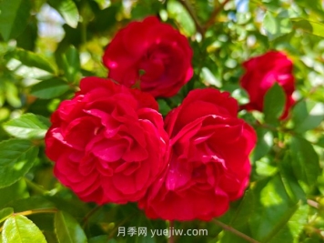 月季红木香爆花机器，花艳丽花量大花期长