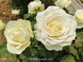 十一朵白玫瑰的花语和寓意