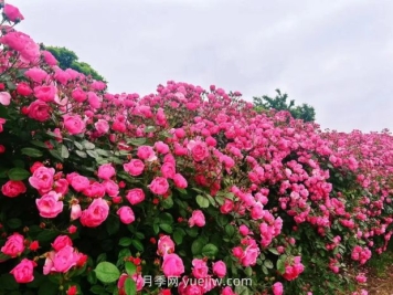 上海放鹤谷无门票，30万朵200多种月季开成了花海