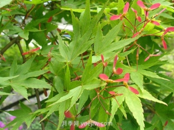 鸡爪槭和红枫的区别，四大不同之处