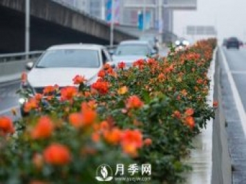 月季花期可调控，看武汉10月中旬月季花艳丽开放