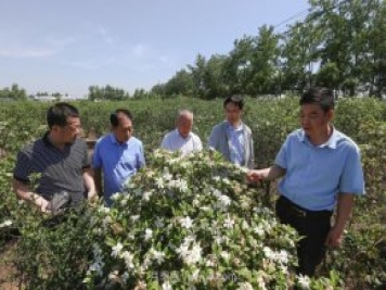 唐河唐栀子，地标农产品成农民增收致富的朝阳产业