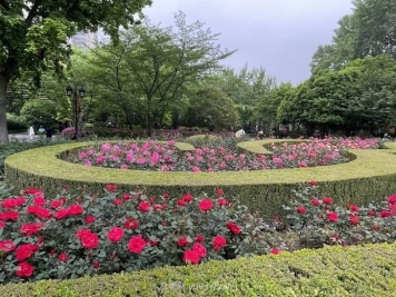上海复兴公园月季园，月季花开献给市民的视觉盛宴