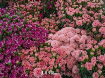 中国6大花市，全国花卉批发市场介绍