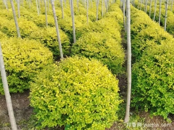 荆门沙洋县十里铺镇4万亩苗木成为致富的绿色产业