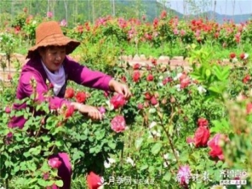 山东淄博沂源60亩月季花竞放，美丽产业助推特色乡村旅游