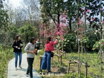 上海植物园首现最红最纯的玉兰新品种