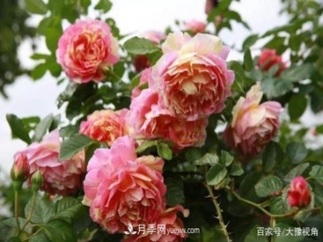 河南省各市市花，洛阳牡丹最出名，月季最受欢迎