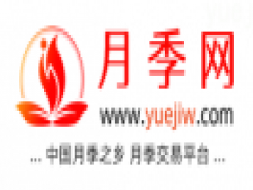 中国上海龙凤419，月季品种介绍和养护知识分享专业网站