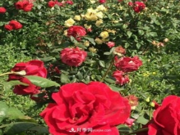 山西运城农民柳庚申建当地精品月季园，种植300多个月季花品种